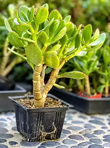 The Waterspout Southern California Large Rooted Jade Plant 8 inch Tall  (Crassula Ovata 'Lucky Money Plant')