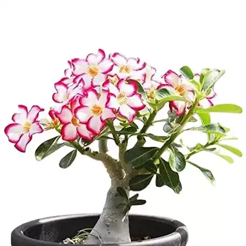 COLIBYOU Desert Rose, Adenium Obesum one-year-old Plant, Baby Size Bonsai Caudex