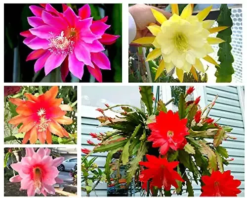(6) Mix Epiphyllum Orchid Cactus Cutting for Growing Indoor/Outdoor - Ornaments Perennial Garden Simple to Grow No Pots