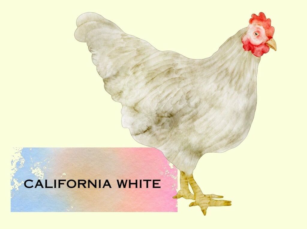 CALIFORNIA WHITE CHICKEN - 1