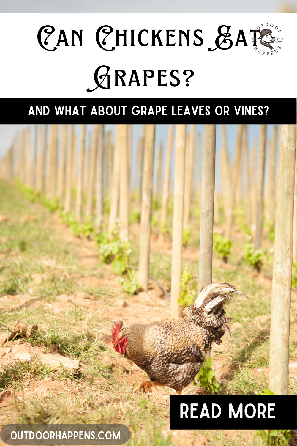 Can Chickens Eat Grapes? And What About Grape Leaves or Vines? 