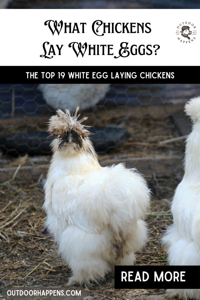 What Chickens Lay White Eggs The ToP 19 White Egg Laying Chickens