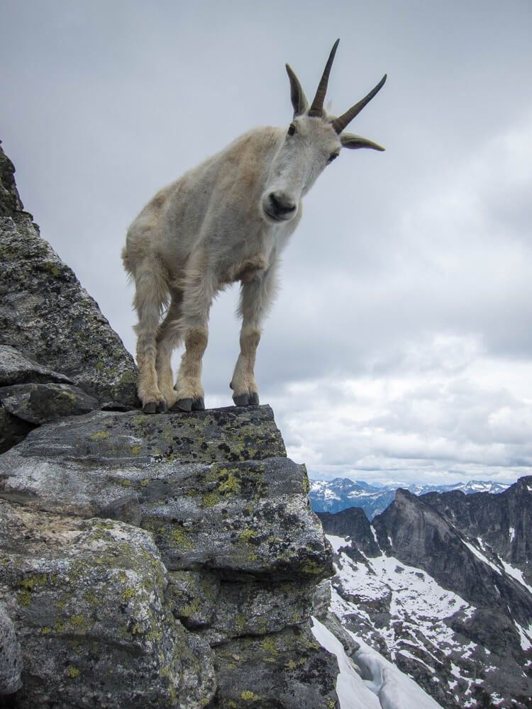 a curious mountain goat saying hello during a climb