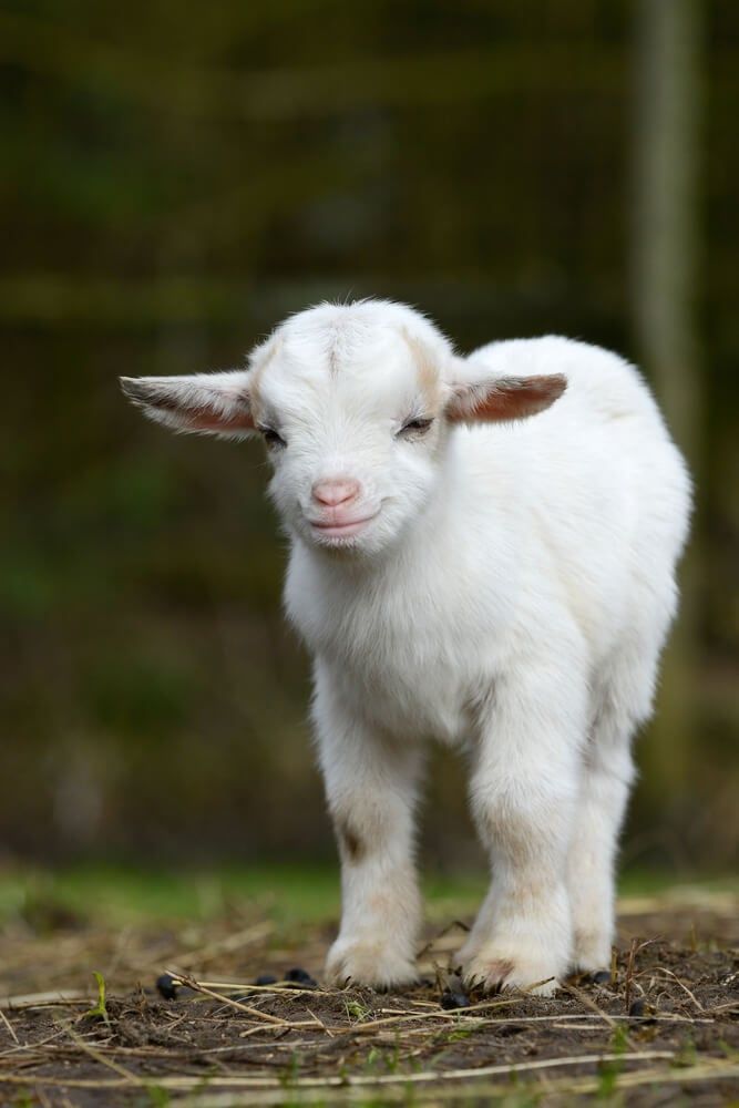 adorable white goat kid standing on farmland pasture