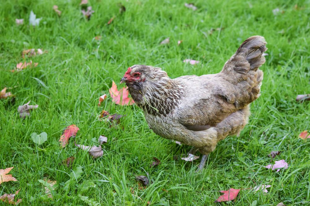 ameraucana chicken exploring a lush green field with fallen leaves