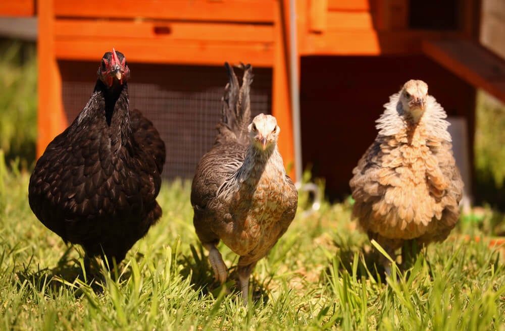 australorp and dorking chickens exploring and foraging