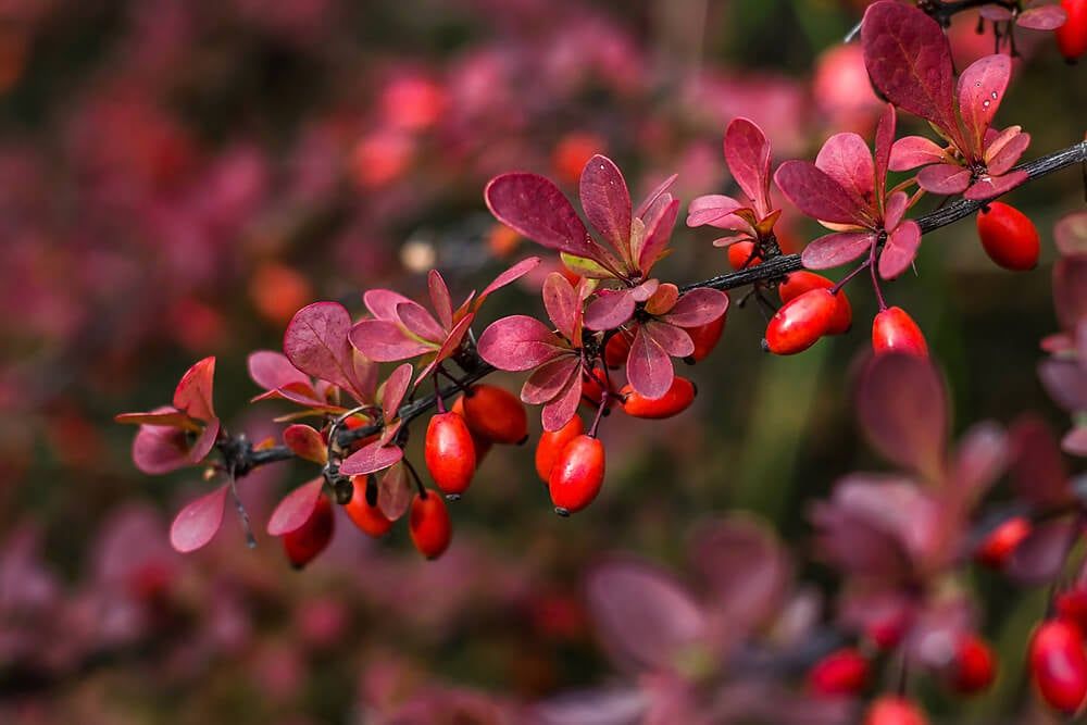 barberry shrub branch with fresh ripe berries colorful floral