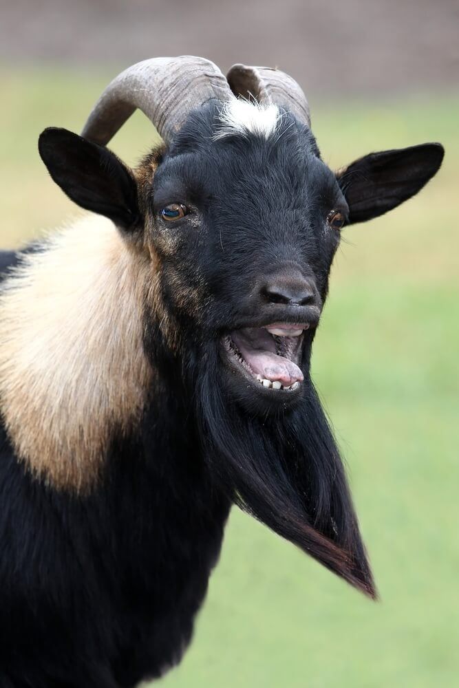 billy goat with epic long beard showing off mighty teeth