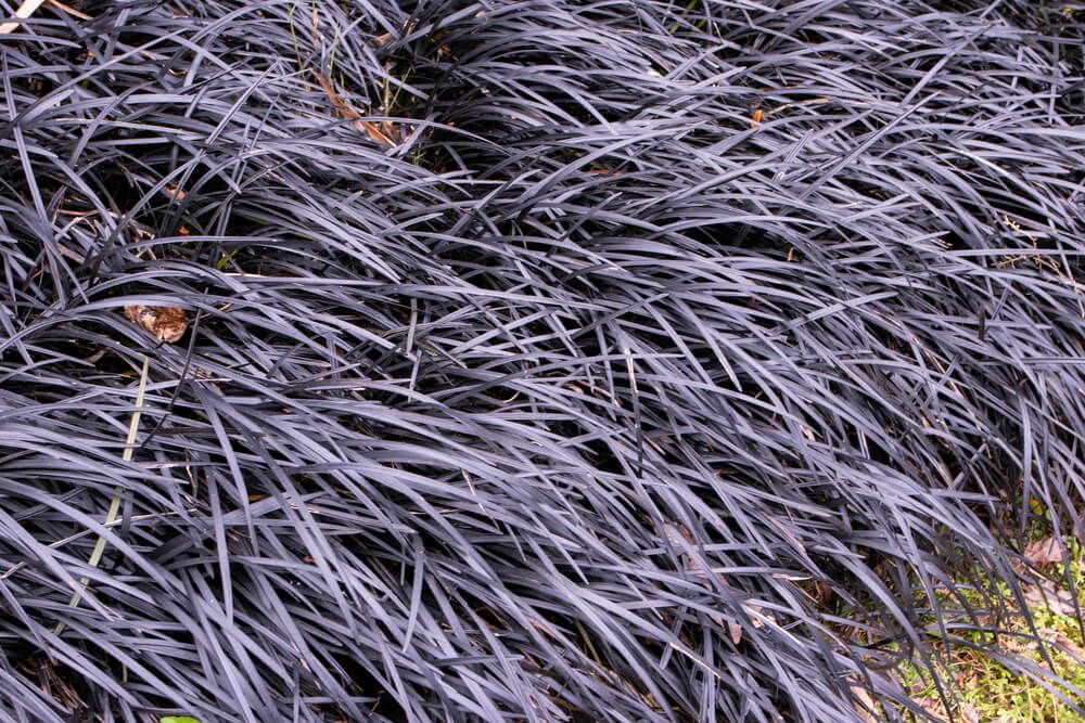 black mondo grass groundcover crop with majestic dark purple leaves