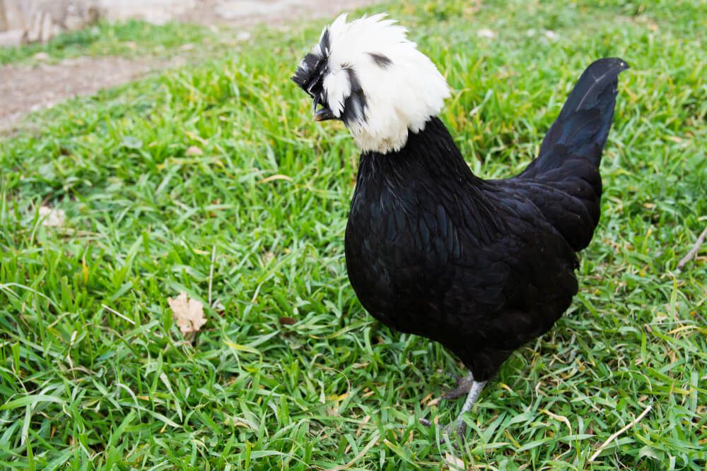 black sultan chicken foraging on green grass