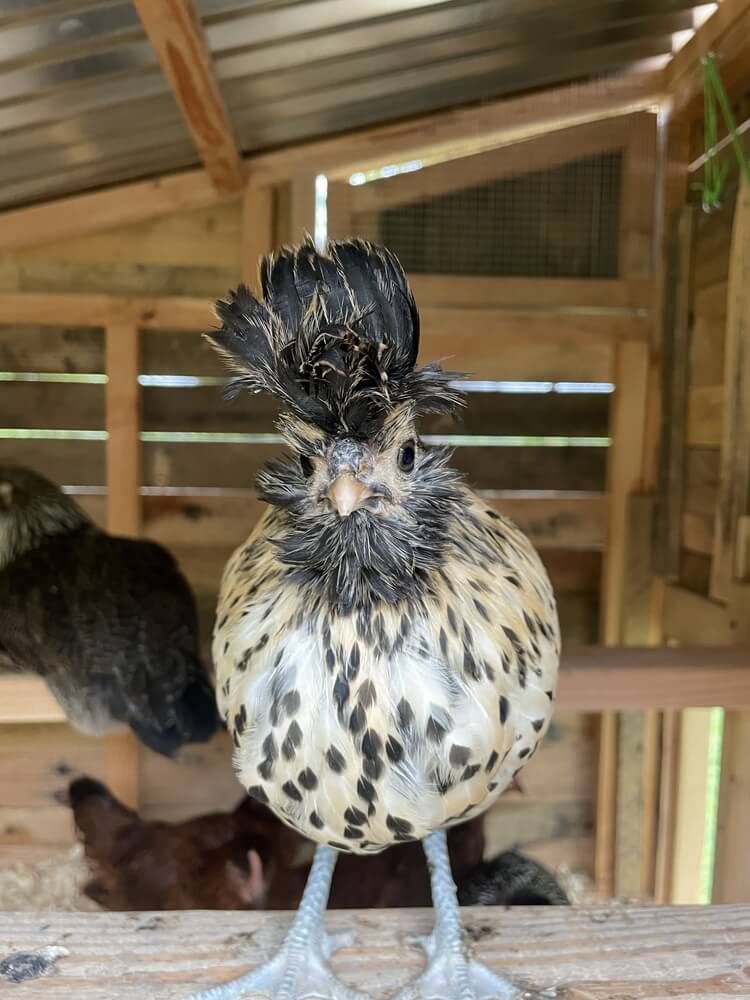 brabanter chicken with a legendary mohawk and beard