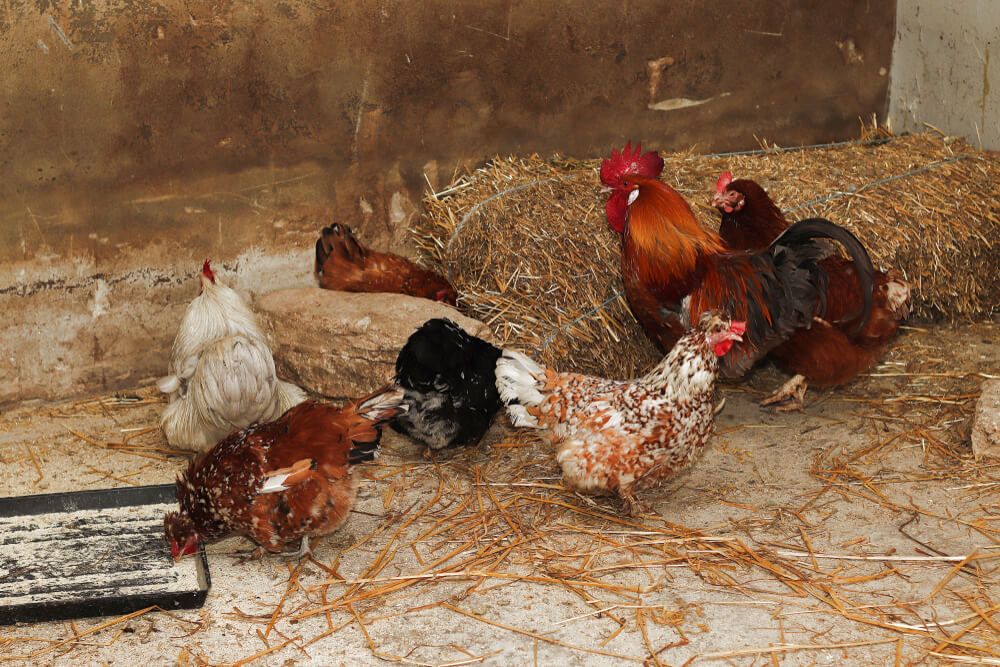 chickens and roosters in a rustic chicken coop with a sand floor