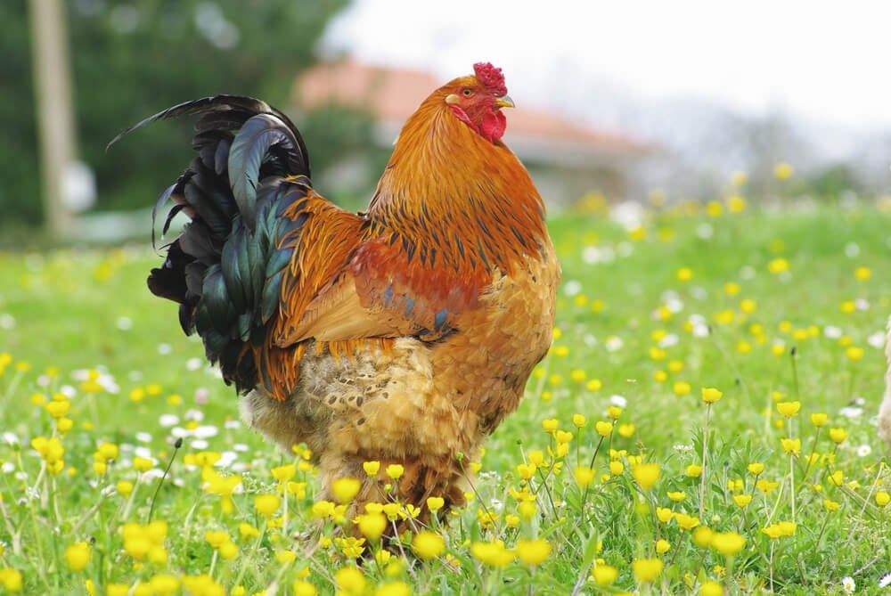 colorful and fluffy brahma chicken foraging on farm