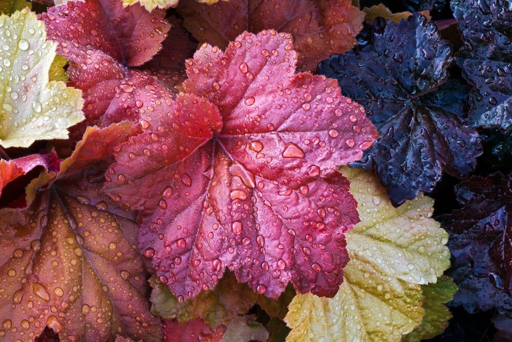 colorful coral bells heuchera leaves wet with raindrops in a perennial garden