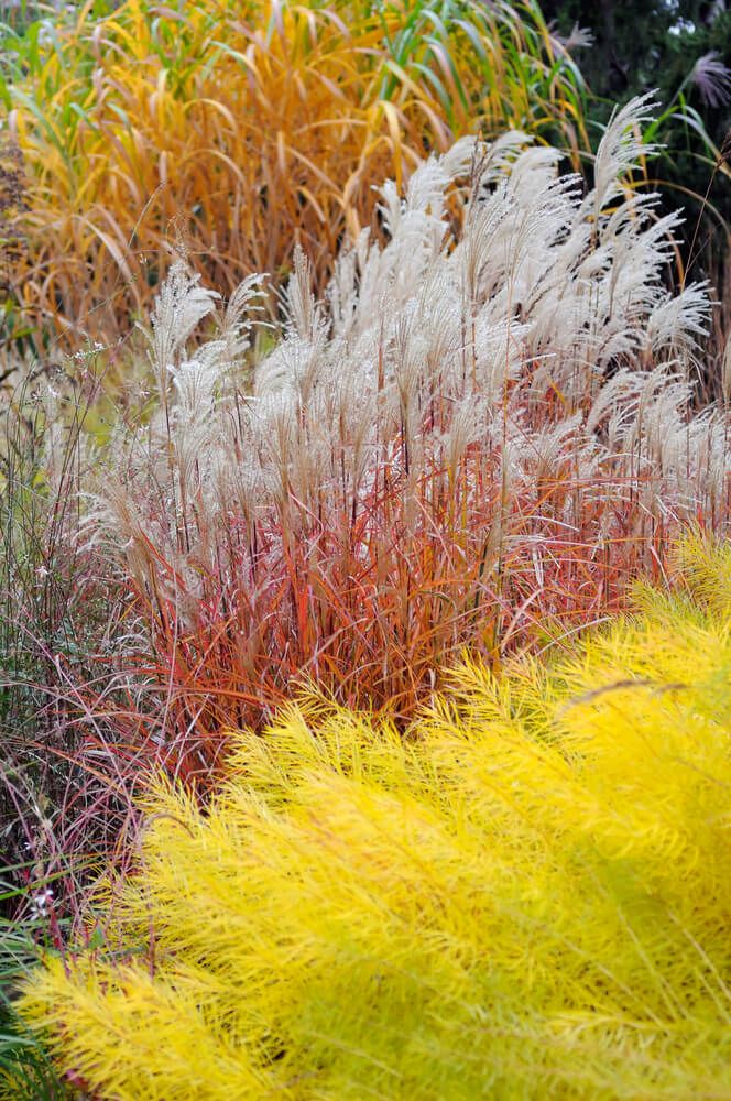colorful ornamental grass growing in the autumn