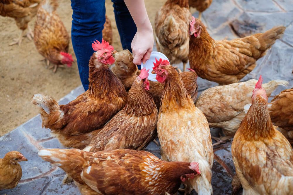 farmer feeding hungry farmyard chickens over a vintage floor