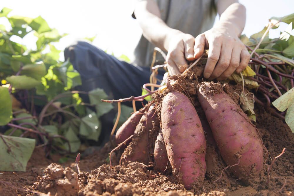 farmer harvesting fresh sweet potatoes from the garden soil