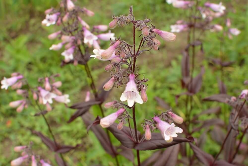 foxglove beardtongue growing and blooming during spring