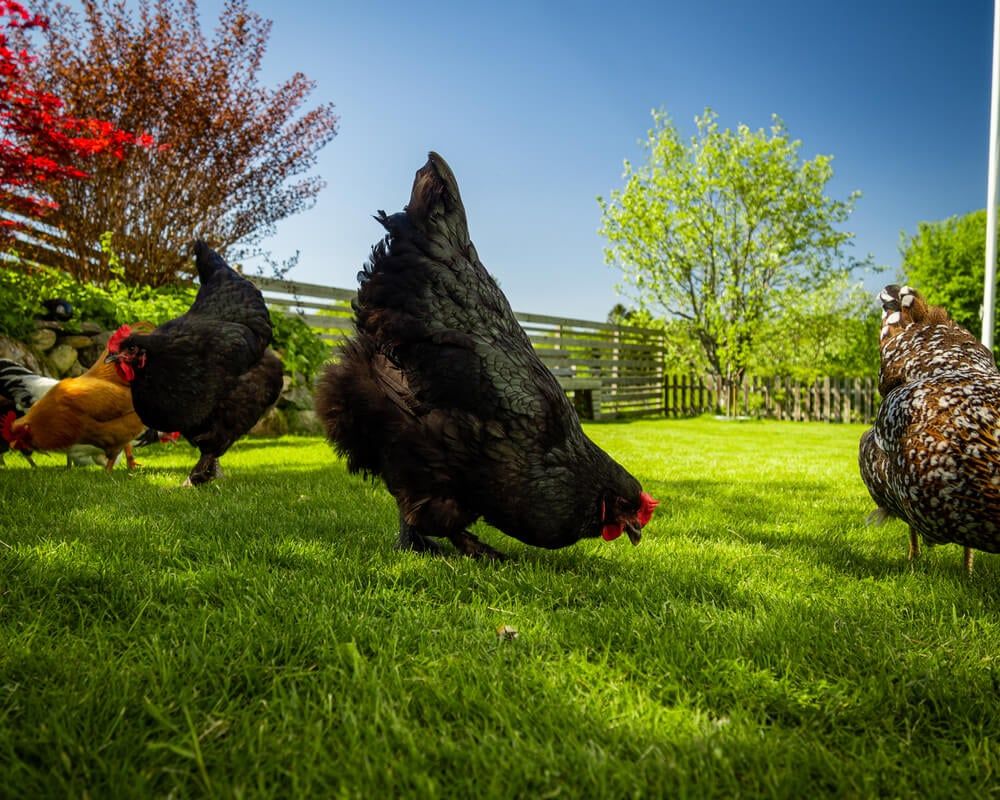 free range black langshan chickens grazing on a beautiful day