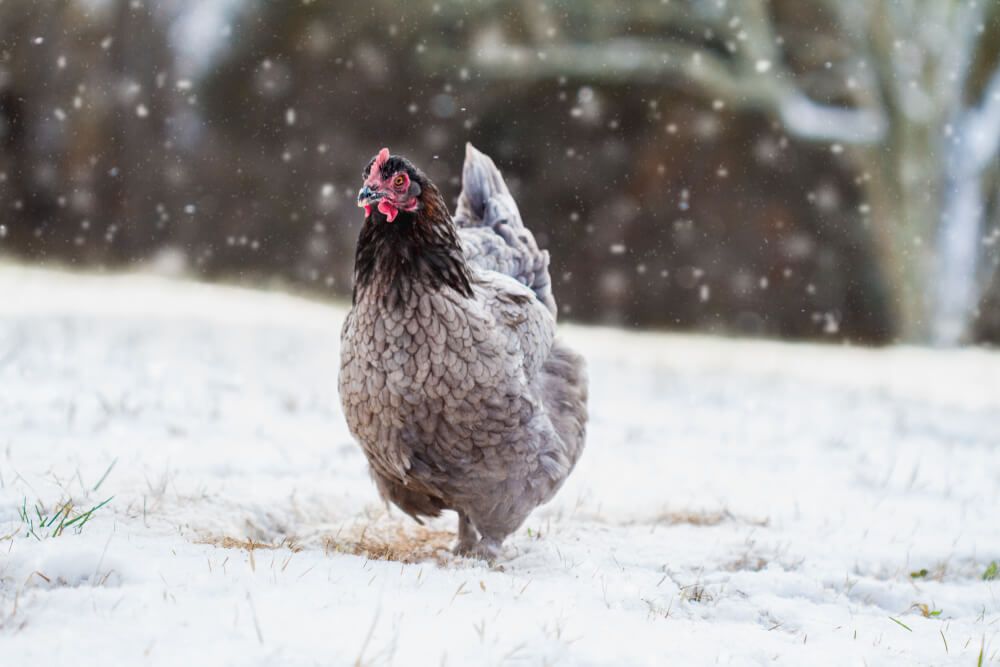 free range blue copper marans chicken exploring a frosty farm