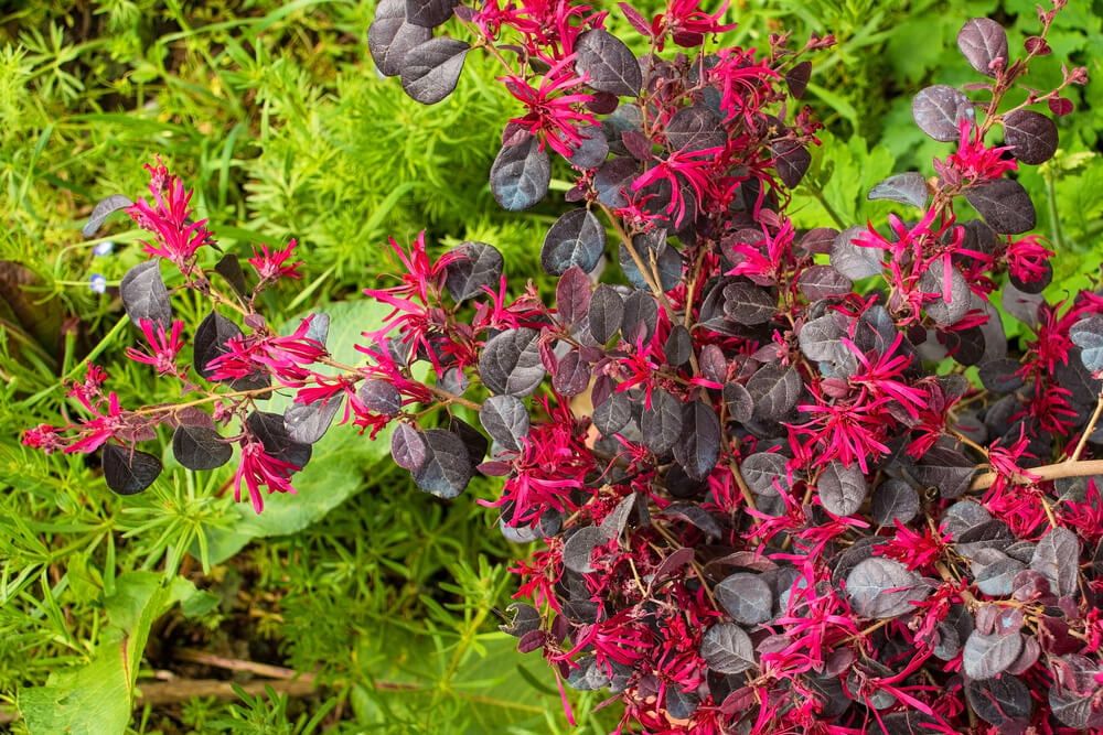 fringe flower or strap flower evergreen shrub growing with dark red foliage