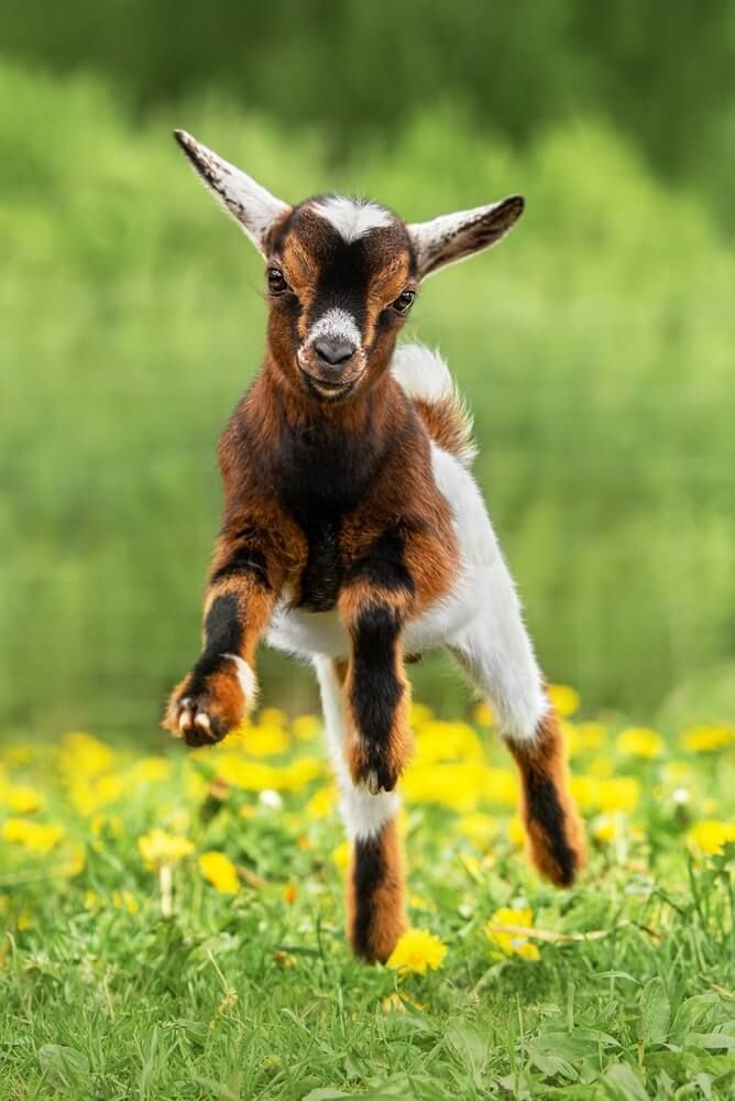 funny baby goat playing in a spring field with colorful flowers