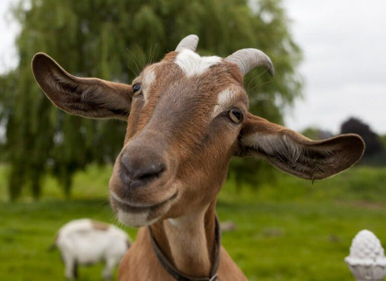 How Long Does a Goat Live on Your Farm [+ How to Tell His Age!] 