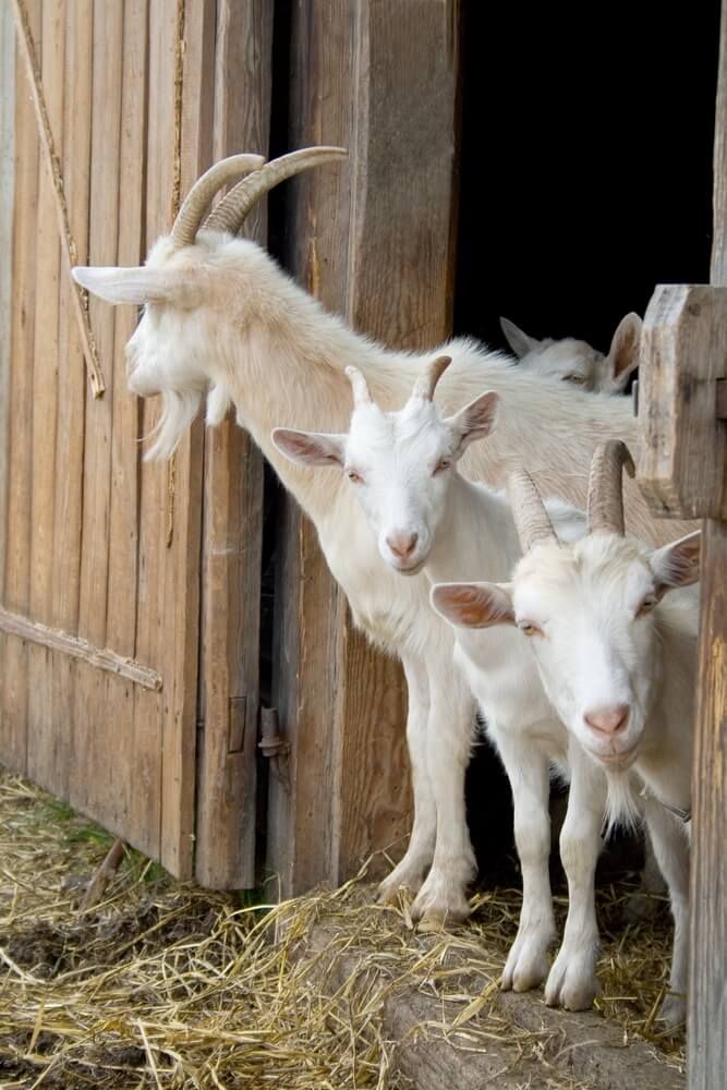 herd of white goats on farm peeking out from inside a barn