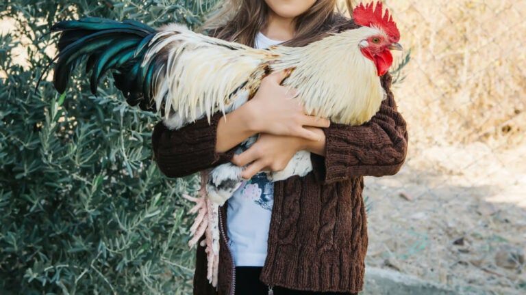 holding full grown and fluffy rooster in hands