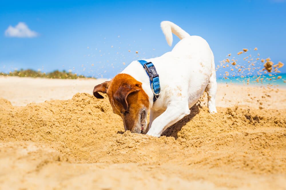 jack russell dog having tons of fun on the beach digging a hole in the sand