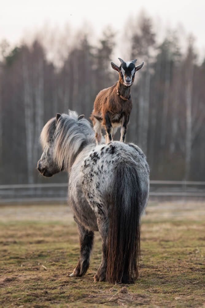 little goat riding a pony on a small animal farm