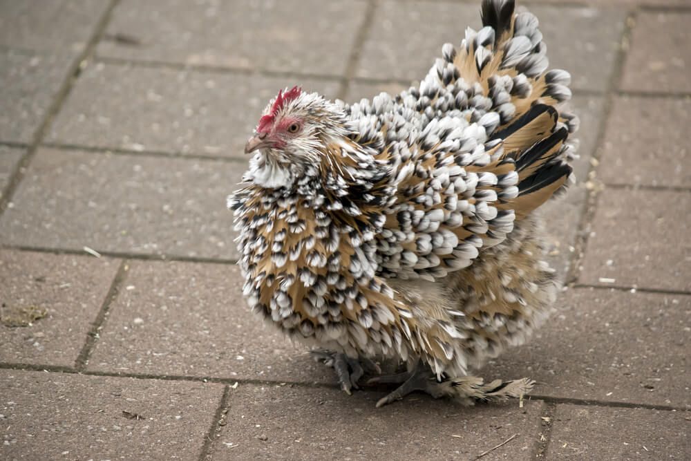 lovely frizzle chicken with magnificently fluffed feathers