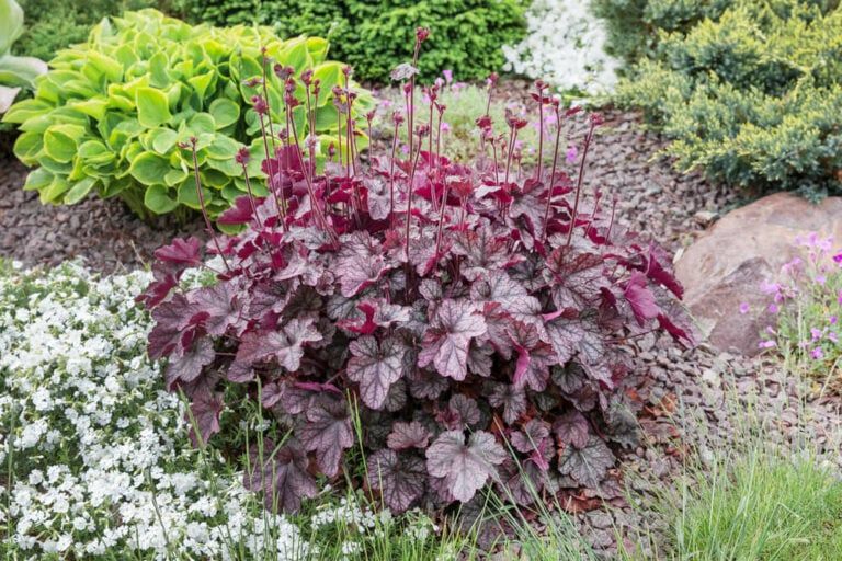 7+ Shrubs With Red Leaves All Year (+ Our Red Leaf Deciduous Shrubs Guide!)