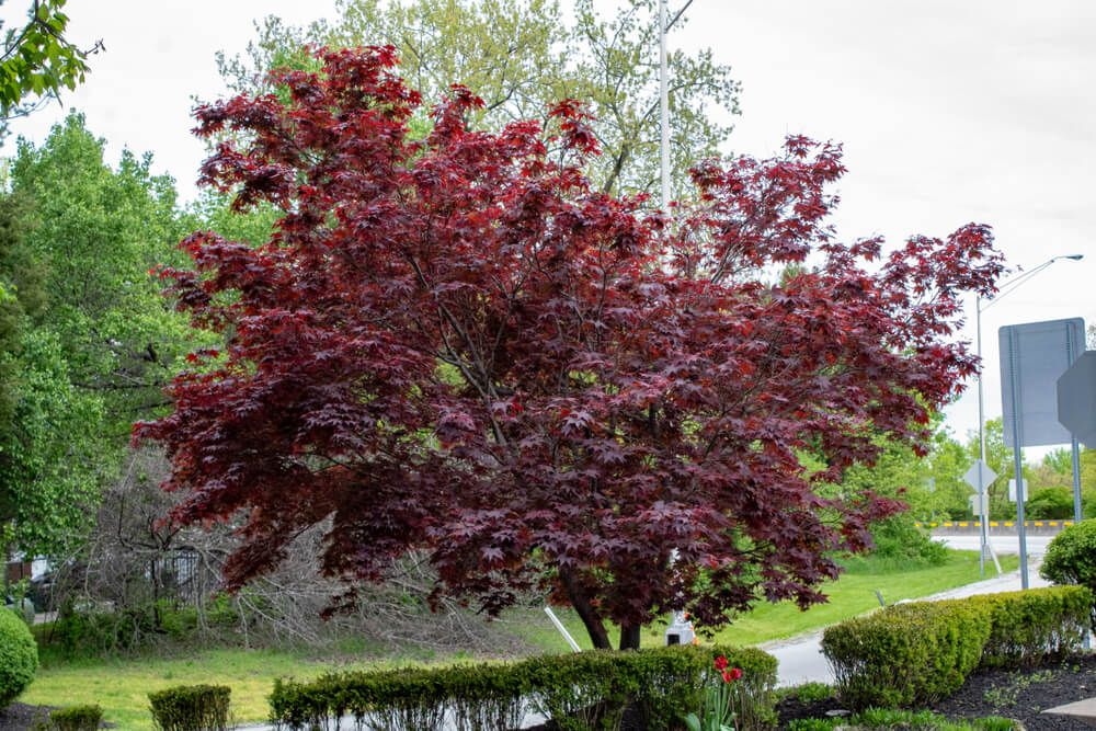 magnificent looking deep reddish purple bloodgood maple tree