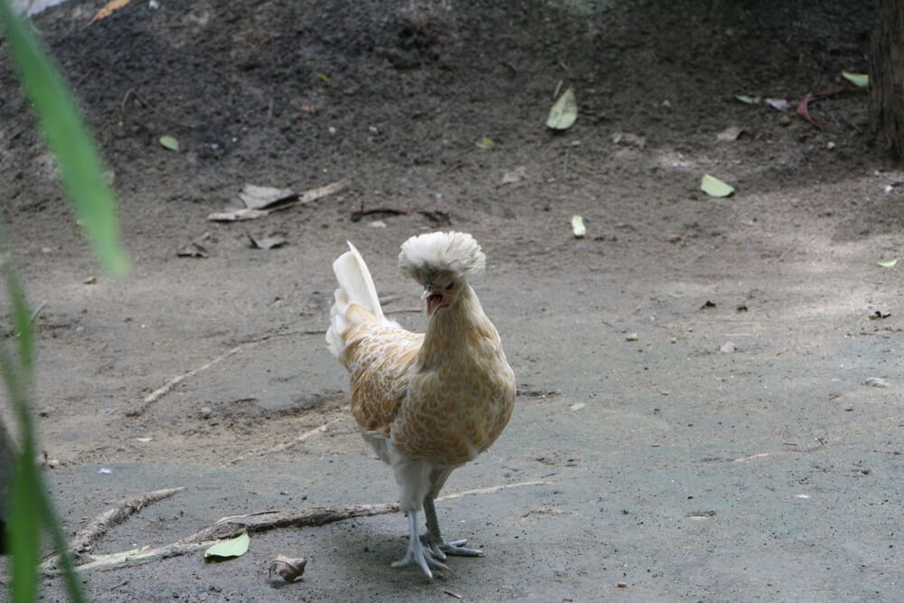 miniature cochin chicken with lovely fluffy feathers