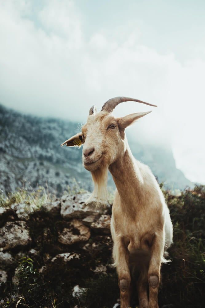 mountain goat with horns and a beard in the middle of nature