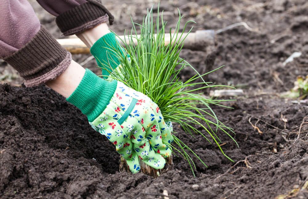 planting baby chives plants in early spring garden