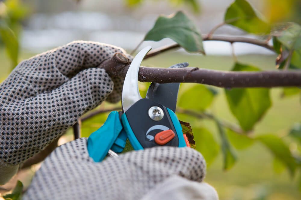 pruning fruit tree branches with pruning shears