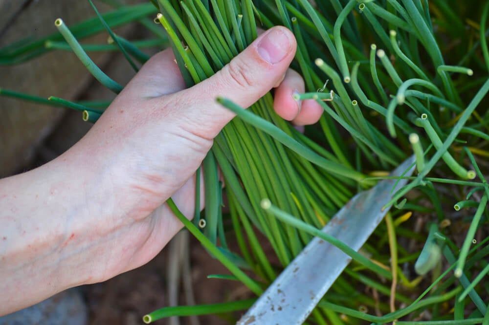 pulling and harvesting fresh chive plants with sharp garden knife