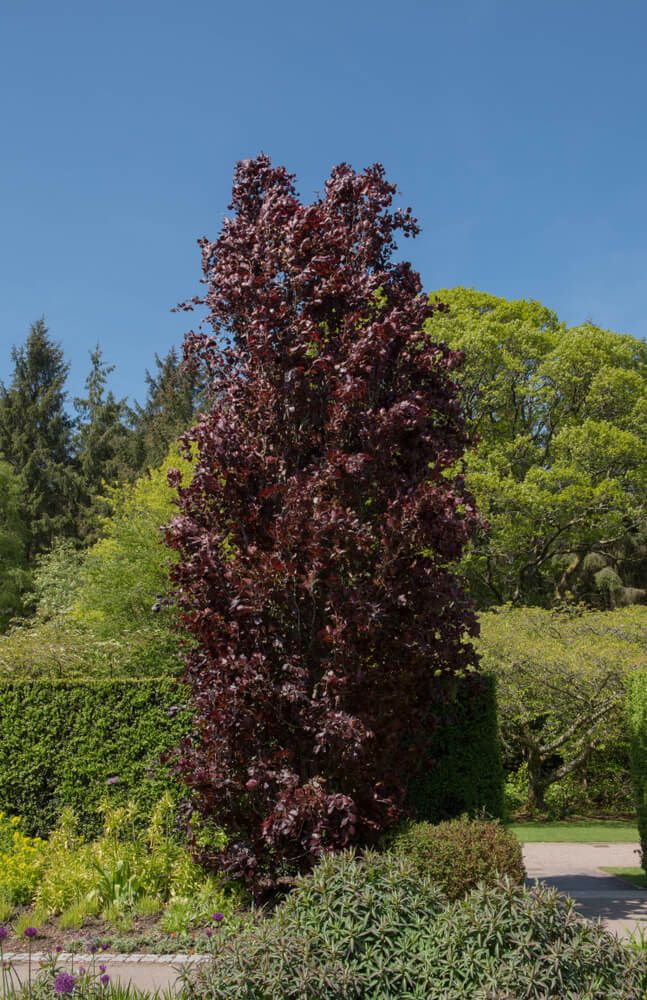 purple beech tree showing off lovely maroon and deep purple springtime foliage. No shrub with red leaves all year, but stunning nonetheless!