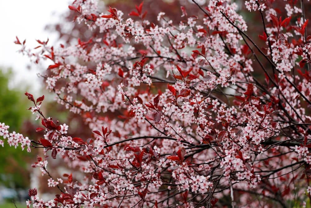 purple leaf sand cherry with beautiful foliage and blooms