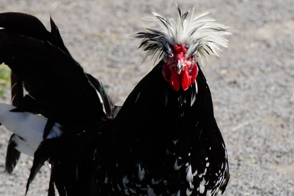 rare houdan chicken with fluffy black and white feathers
