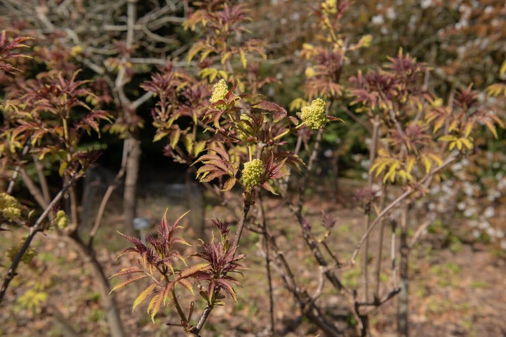 red elder shrubs growing in a springtime woodland with young leaves budding