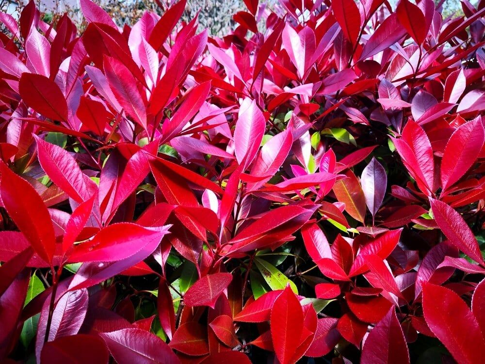 red tip photinia with red leaves growing in a beautiful spring garden