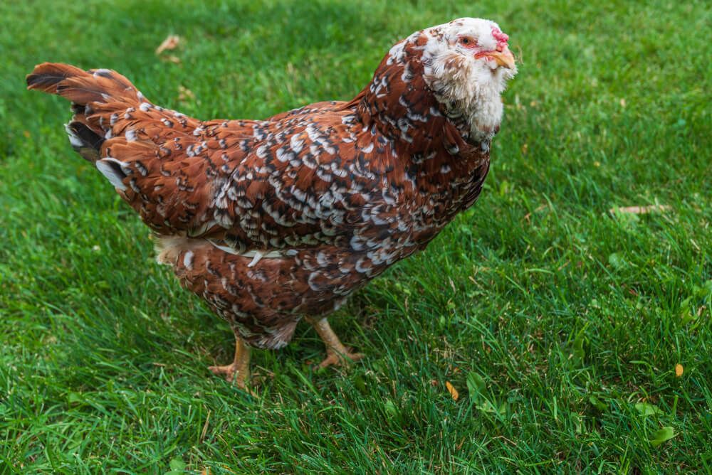 russian orloff chicken exploring green grass forage