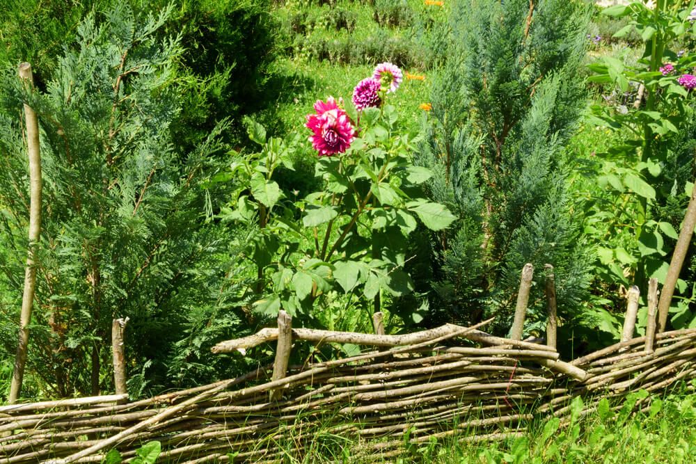 rustic wattle fence with colorful blossoming dahlia flower