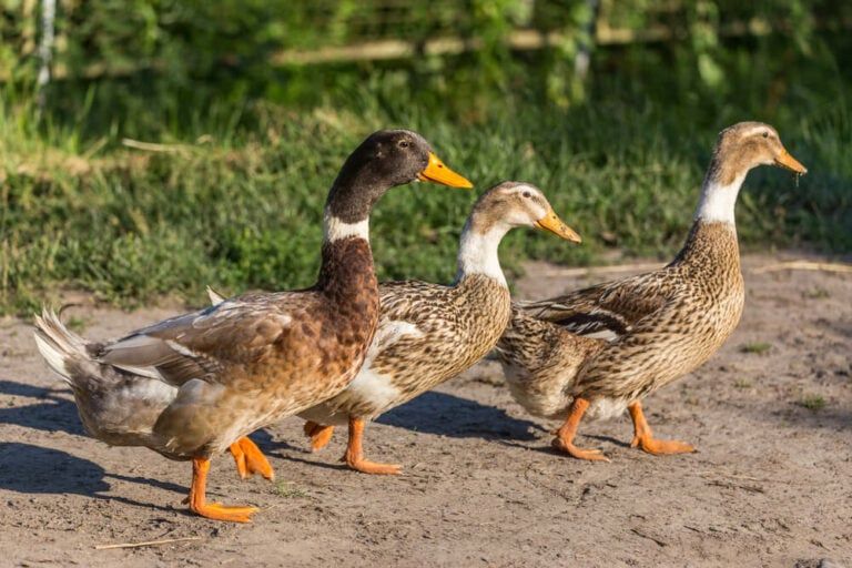 15 Rare Duck Breeds (That Will Make You Quack In Awe!)