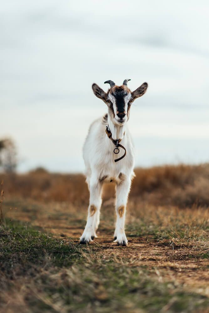 small village farm goat standing in field