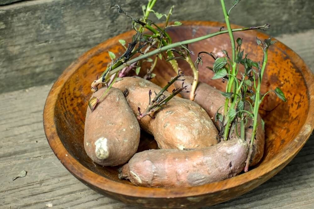 sprouting sweet potatoes in a wooden bowl