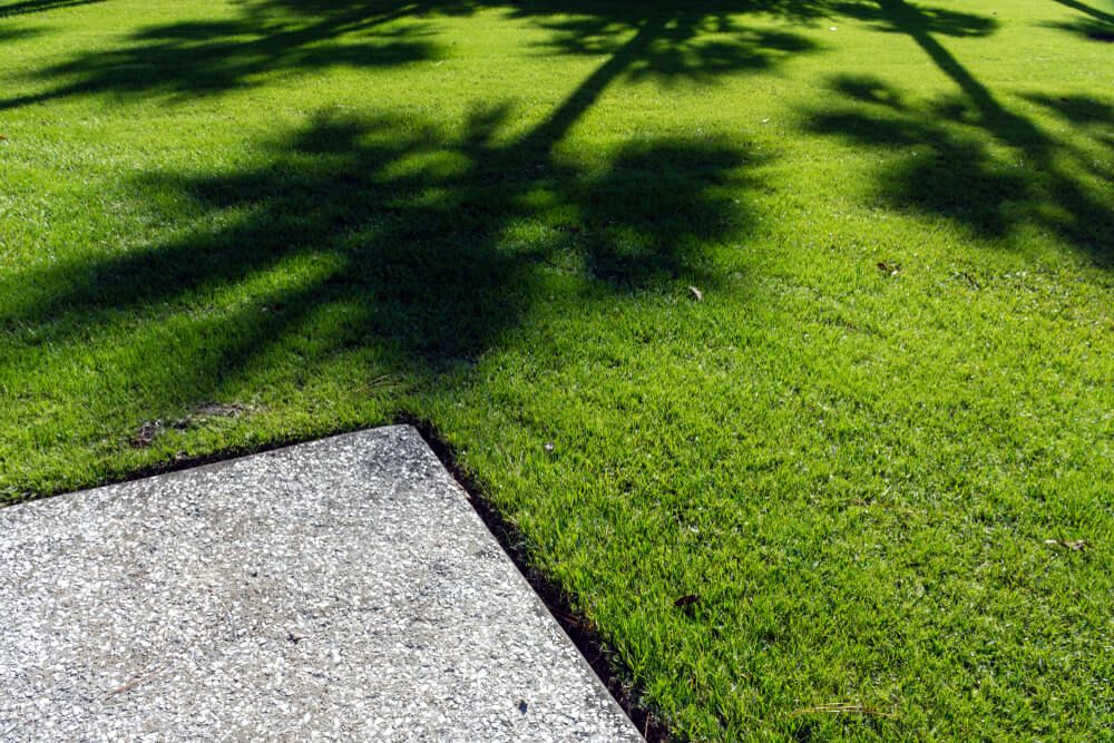 thick carpet of zoysia with palm trees casting shady shadows